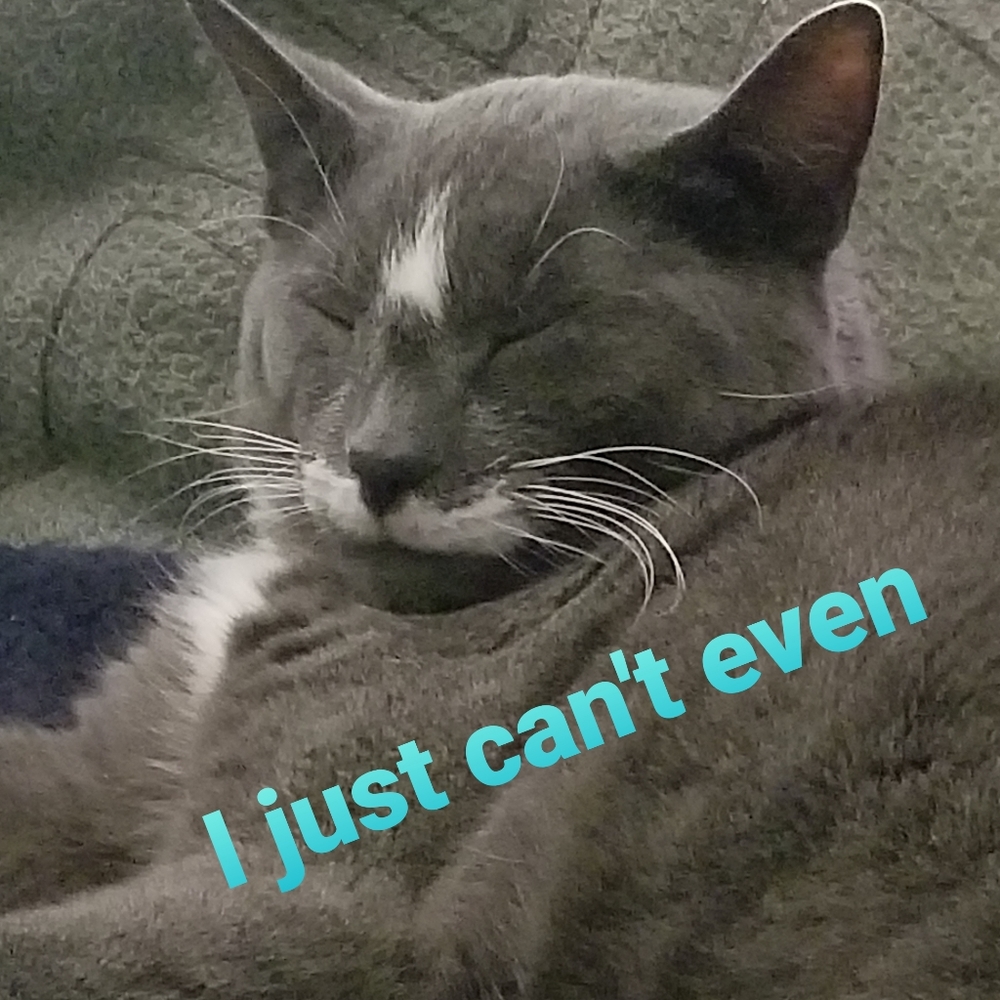 Socksy